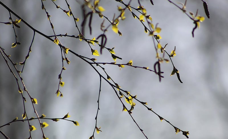 Murmuring Leaves